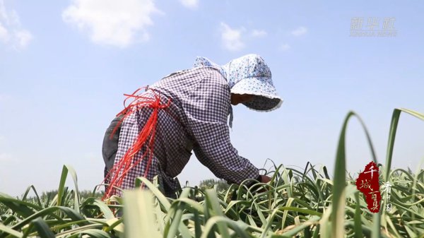 京海配资 千城百县看中国|山东巨野: 35万亩蒜苔喜获丰收