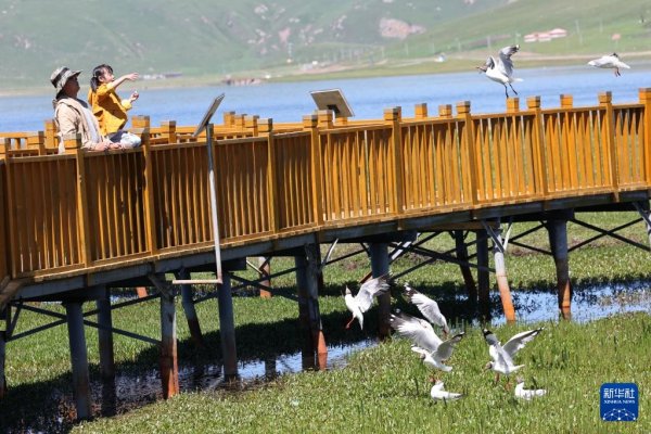 明珠国际 高原湿地&#32;人鸥同乐